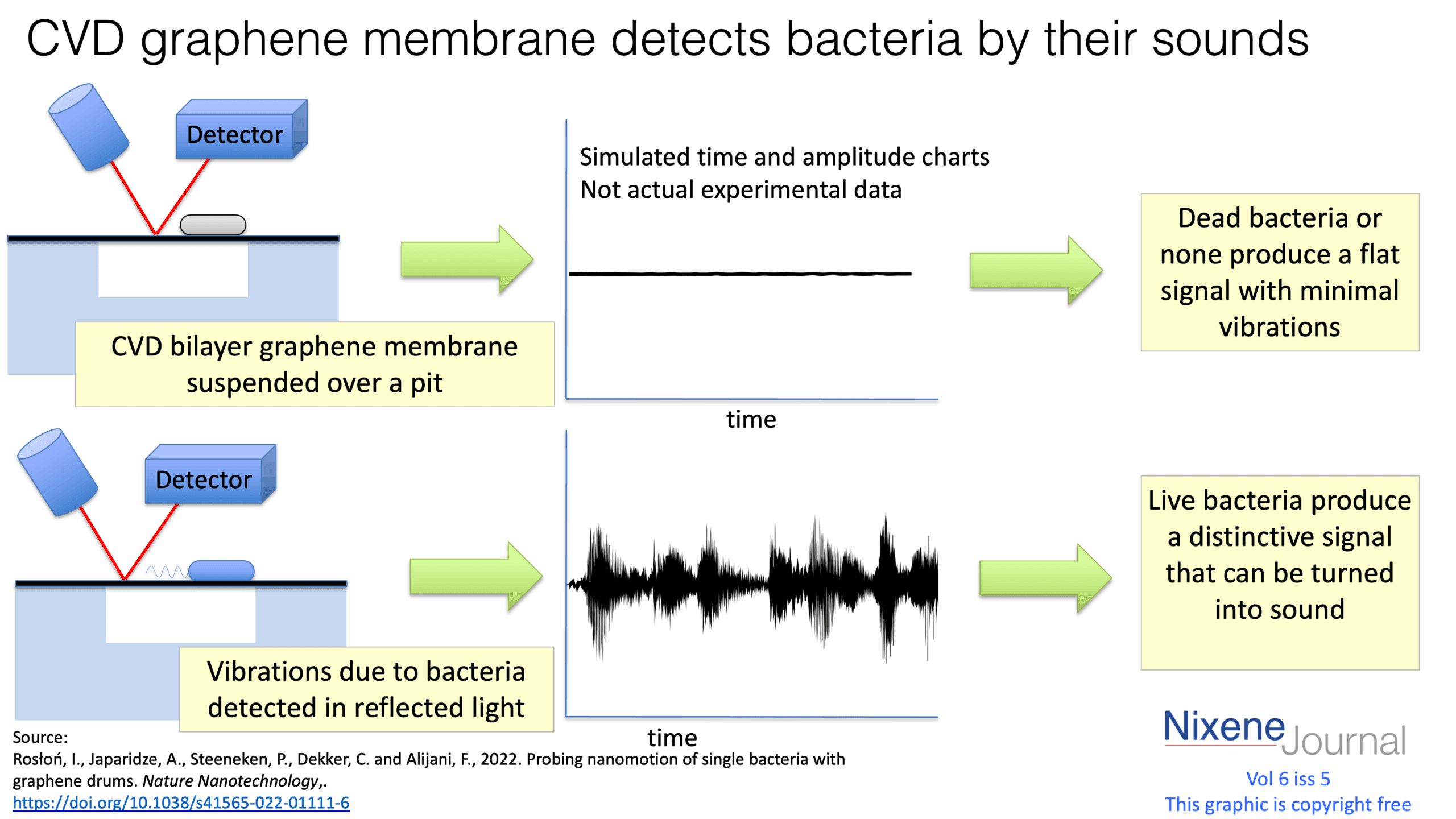 v620i520CVD20graphene20membrane20detects20bacteria20by20their20sounds.png