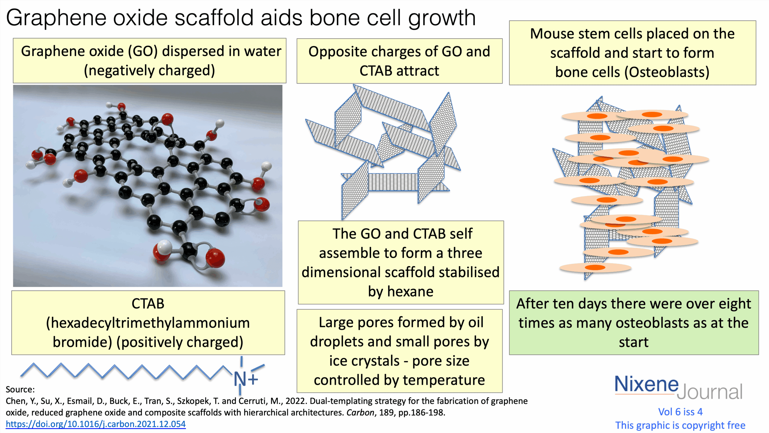 v620i420Graphene20oxide20scaffold20aids20bone20cell20growth.png